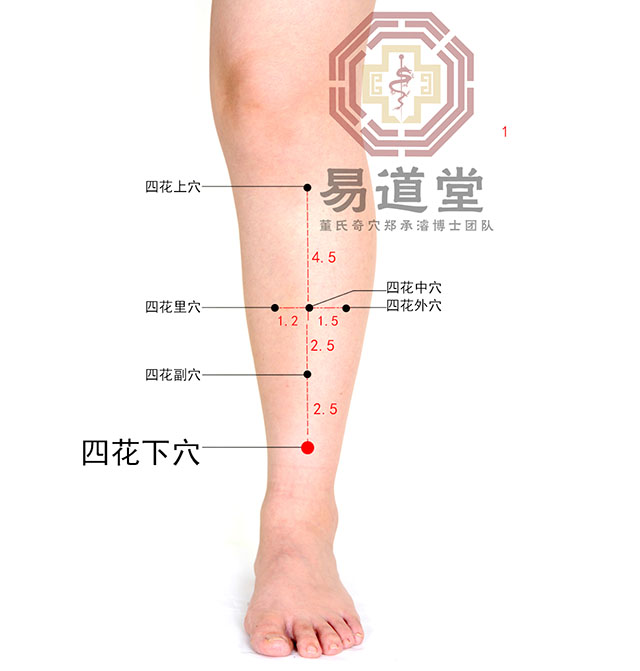 四花下穴_七七部位(小腿部)_2018年第五届董氏奇穴针灸国际论坛 第三