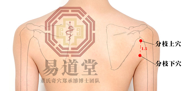 分枝上穴